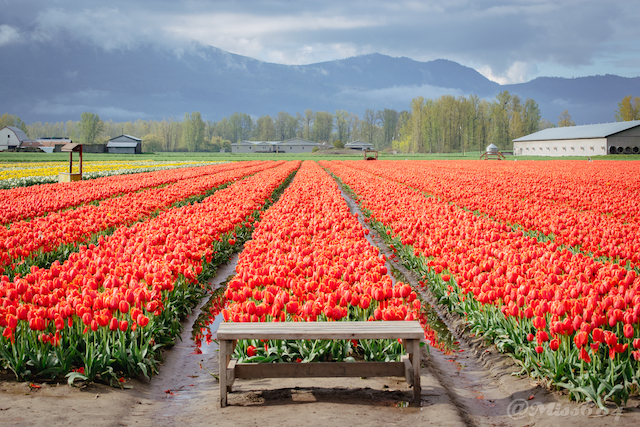 Chilliwack Tulip Festival Miss604 - Rebecca Bollwitt