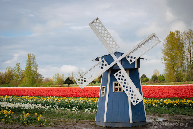 Chilliwack Tulip Festival Miss604 - Rebecca Bollwitt