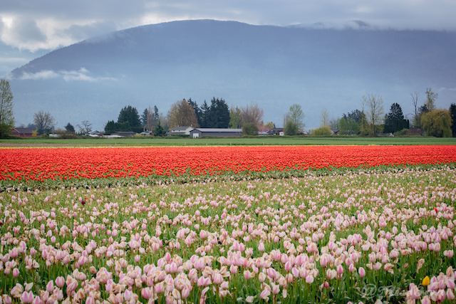 Chilliwack Tulip Festival Miss604 - Rebecca Bollwitt