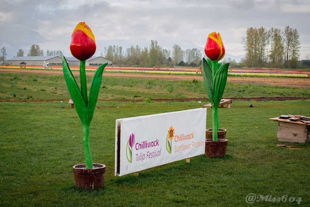 Chilliwack Tulip Festival Miss604 - Rebecca Bollwitt 