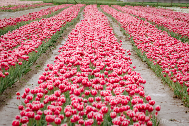 Chilliwack Tulip Festival Miss604 - Rebecca Bollwitt