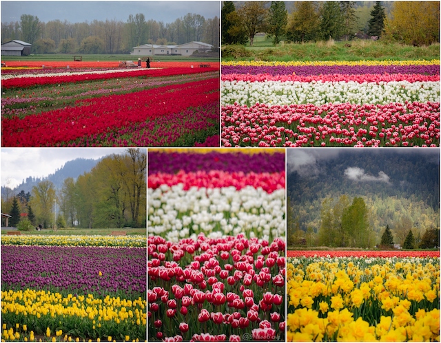 Collage Chilliwack Tulip Festival Miss604 Rebecca Bollwitt