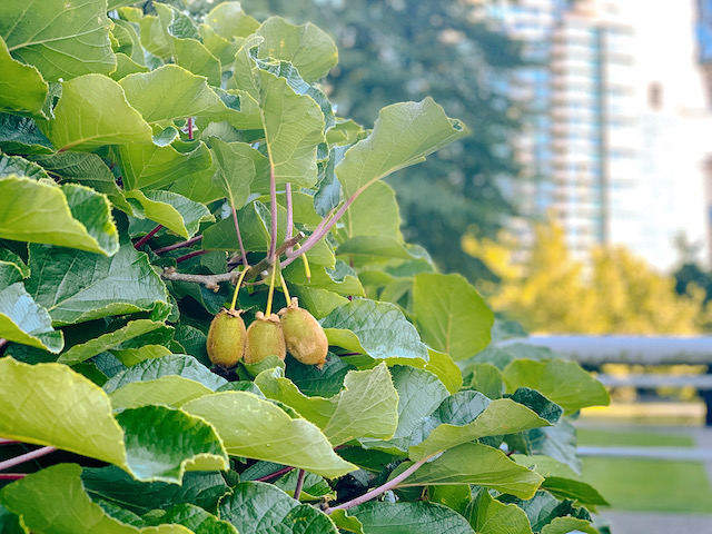 Kiwis Growing in Coal Harbour