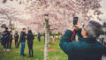 Richmond Cherry Blossom Festival - Photo submitted