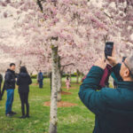 Richmond Cherry Blossom Festival - Photo submitted