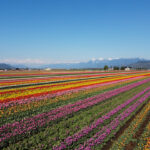 Abbotsford Tulip Festival - Lakeland Flowers Photo