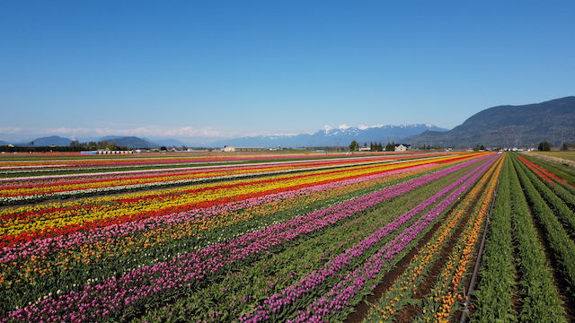 Chilliwack Tulip Festival Returns this Spring