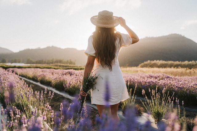 Abbotsford Summer Flower Festival - Lavender Field - Robyn Bessenger - Lakeland Flowers