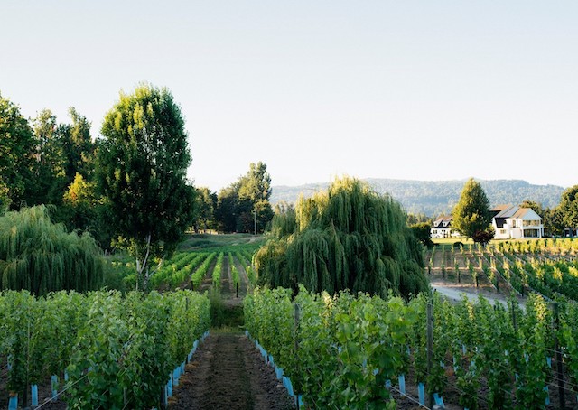 Cannon Estate Winery - Tourism Abbotsford Photo