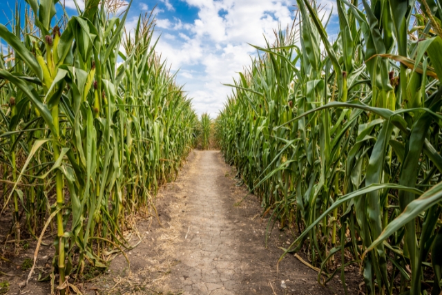 Chilliwack Corn Maze - General Corn