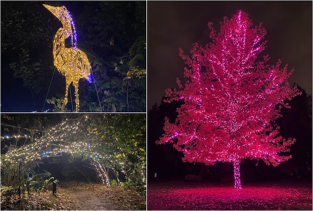 Bear Creek Park Lights