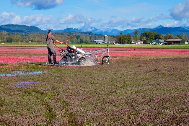 Fort Langley Cranberry Bog - Cranberry Festival Miss604 Photo