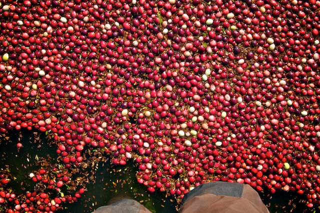 Harvesting Cranberries in Fort Langley - Miss604 Photo