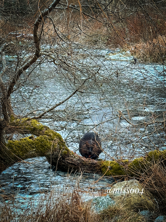 beaver at lost lagoon