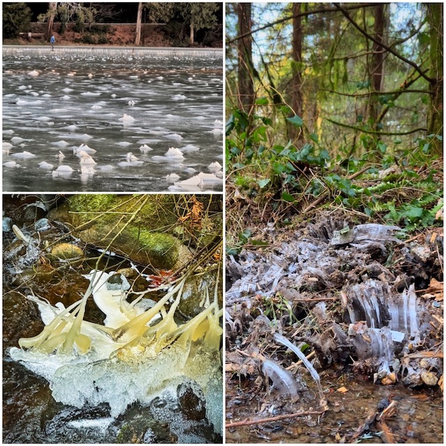 ice formations in stanley park frozen vancouver miss604 photo