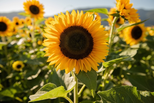 Abbotsford Sunflower Festival - Lakeland Flowers Photo