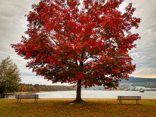 Brockton Point Autumn tree miss604 rebecca bollwitt