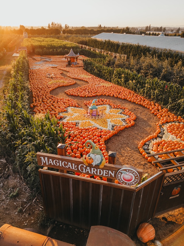 Fall Fun at Taves Family Farms Applebarn in Abbotsford