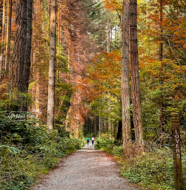 Tatlow Stanley Park Autumn Miss604 Rebecca Bollwitt