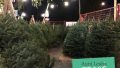 Aunt Leah's Christmas Tree Lots