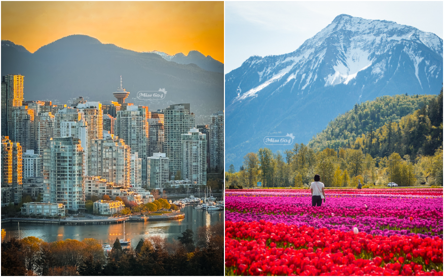 vancouver sunrise and valley tulips miss604 photos