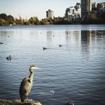 Heron in Stanley Park Vancouver - Miss604 Rebecca Bollwitt photo