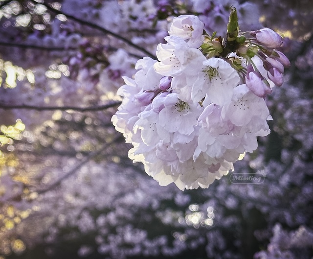 Vancouver Cherry Blossoms Blossom Miss604 Bollwitt