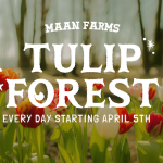 tulip forest at maan farms spring at the farm