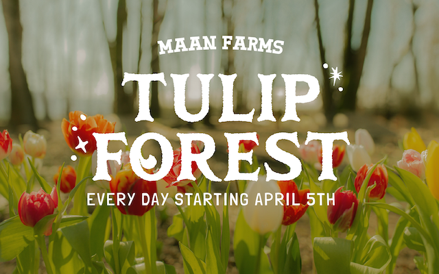 tulip forest at maan farms spring at the farm