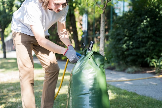 Adopt-a-Tree Program in Vancouver