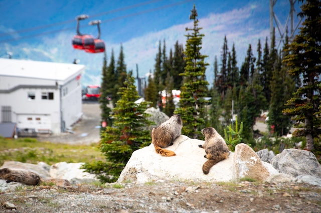 Marmots on Blackcomb - Miss604 Photo