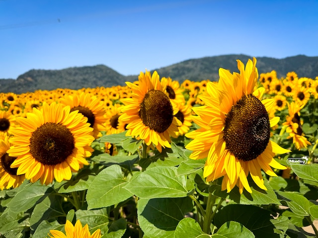 Sunflower Festival Miss604 Bollwitt photo