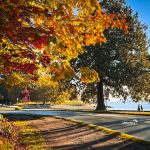 Park Drive in Stanley Park - New Bus Service to Come