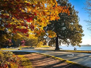 Park Drive in Stanley Park - New Bus Service to Come
