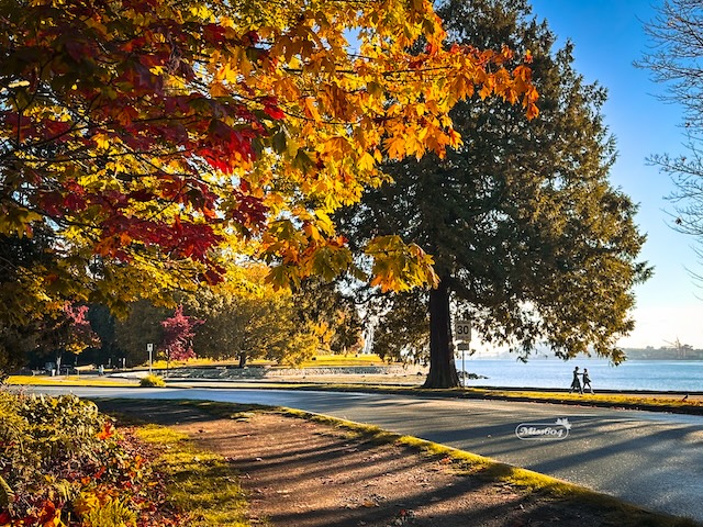 Park Drive in Stanley Park - New Bus Service to Come