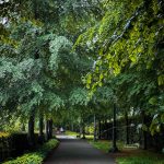 A path lined by trees with a leafy green canopy - for the Vancouver Tree Sale blog post Miss604