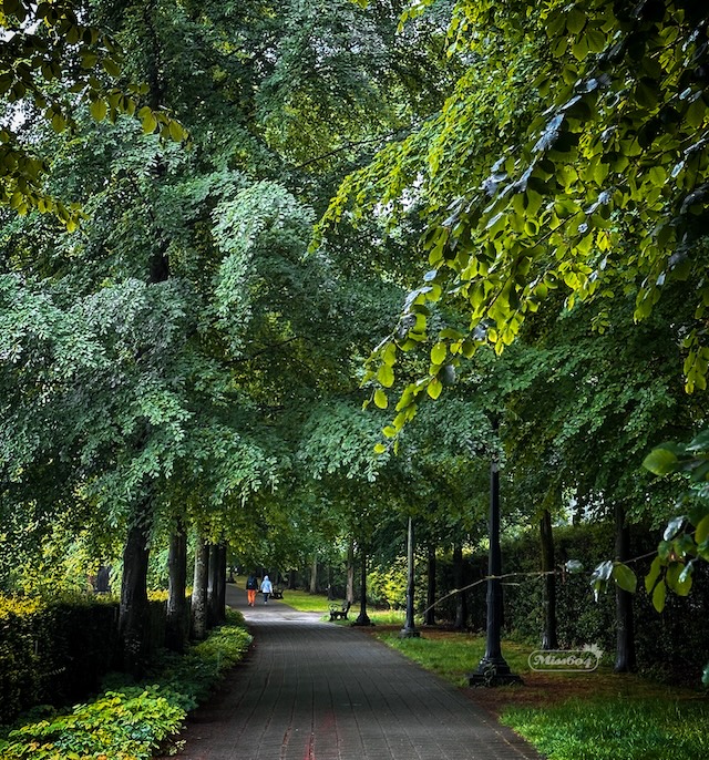 A path lined by trees with a leafy green canopy - for the Vancouver Tree Sale blog post Miss604