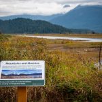 Widgeon Marsh - Miss604 - October 2025