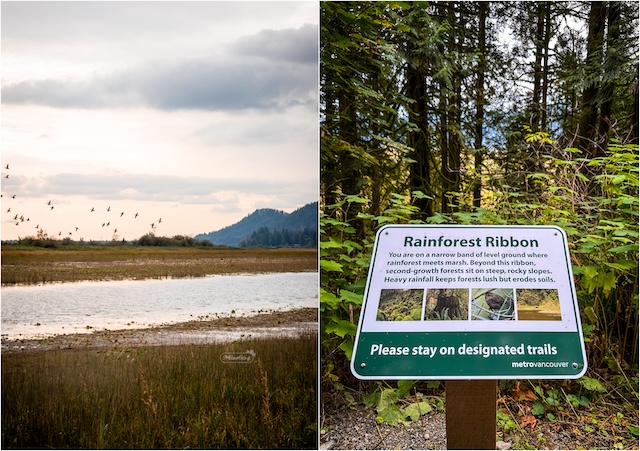 Widgeon Marsh - Miss604 Photo
