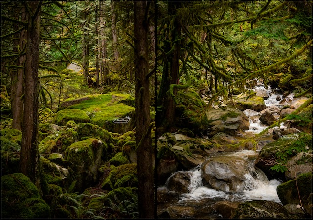 A rushing salmon stream in the forest - Miss604 Photo