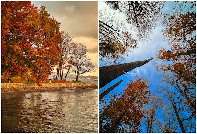 autumn looking up trees miss604