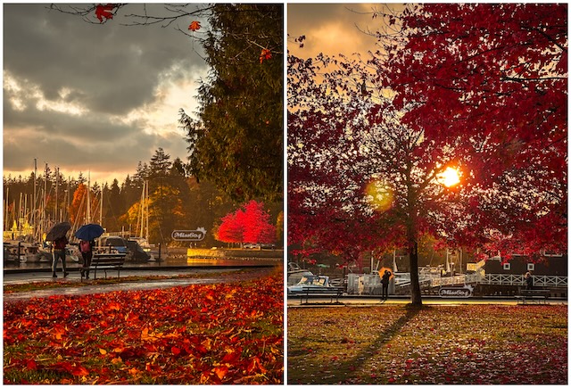 autumn rain red leaves umbrellas miss604