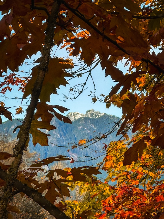 leaves framing mountains miss604 vancouver