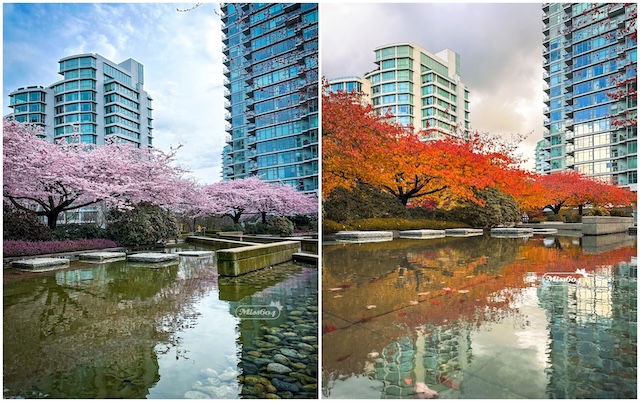 March & October in Downtown Vancouver
