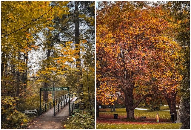 stanley park autumn leaves miss604 equestrian