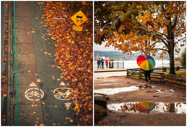 stanley park leaves umbrella path miss604