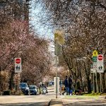 neighbourhood street vancouver blossoms miss604