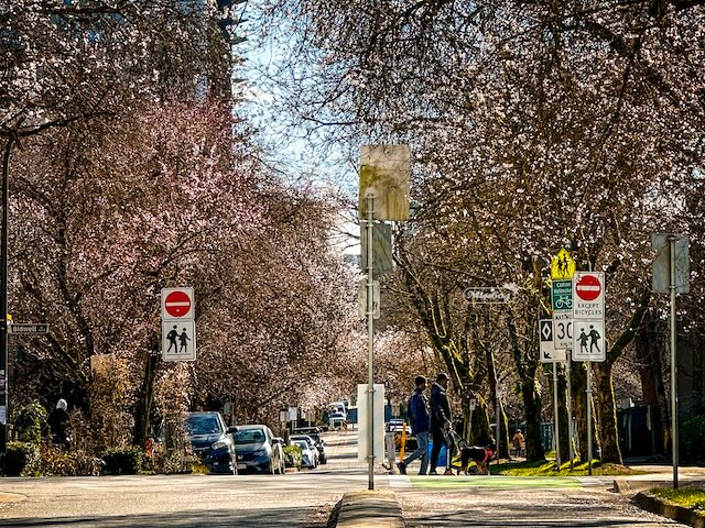 neighbourhood street vancouver blossoms miss604
