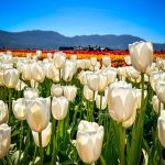Abbotsford Tulips - Abbotsford Tulip Trail Miss604 R Bollwitt Photo