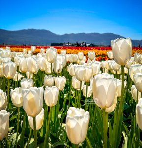 Abbotsford Tulips - Abbotsford Tulip Trail Miss604 R Bollwitt Photo